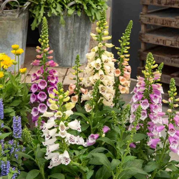 Fleurs - Digitale Excelsior Variée - face recto